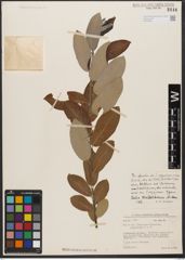 Foto von Salix wallichiana Andersson